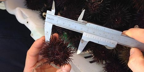 Sequestrati 750 ricci ad Alghero: pescatore multato