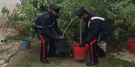 Piantagione di marijuana: manette ad Ollorai
